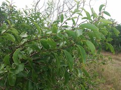 Ximenia americana