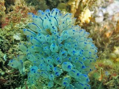 Clavelina australis