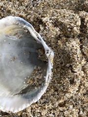 Dallocardia quadragenaria