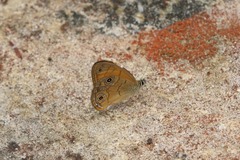 Hypocysta euphemia