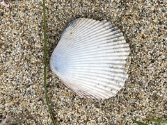 Dallocardia quadragenaria