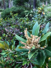 Chrysolepis sempervirens