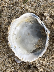 Dallocardia quadragenaria