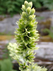Veratrum viride eschscholtzianum
