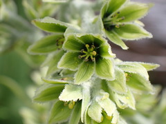 Veratrum viride eschscholtzianum