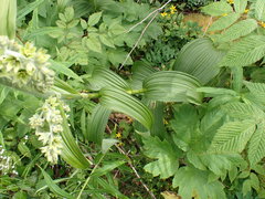 Veratrum viride eschscholtzianum