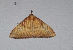 Hepsidera lignea