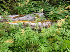 Veratrum viride eschscholtzianum