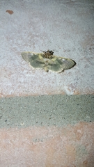 Apilocrocis brumalis
