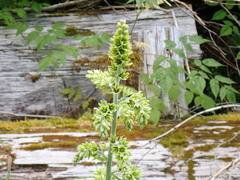 Veratrum viride eschscholtzianum