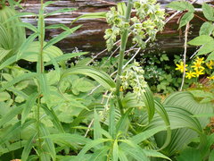Veratrum viride eschscholtzianum