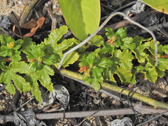 Triumfetta repens