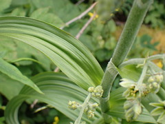 Veratrum viride eschscholtzianum