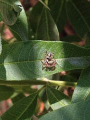 Paraphidippus aurantius