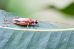 Adenopterus