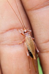 Adenopterus
