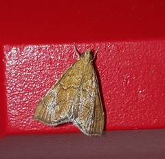 Glaphyria sesquistrialis