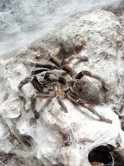 Ceratogyrus darlingi
