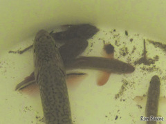 Rhinichthys cataractae