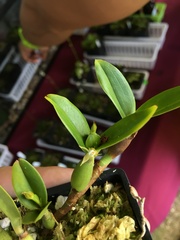 Prosthechea pygmaea