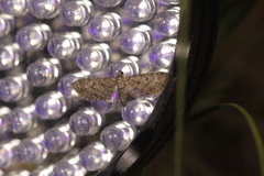 Eupithecia lafontaineata