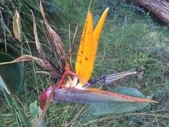 Strelitzia reginae