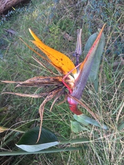 Strelitzia reginae