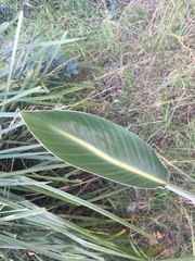 Strelitzia reginae