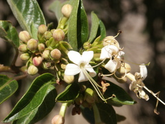 Clerodendrum tomentosum