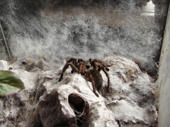 Ceratogyrus darlingi