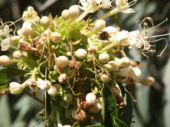 Clerodendrum tomentosum