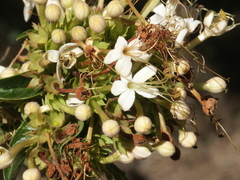 Clerodendrum tomentosum