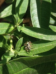 Paraphidippus aurantius