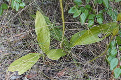 Eulophia cernua