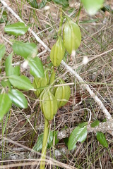 Eulophia cernua
