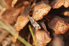 Eudonia torniplagalis