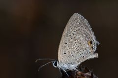 Euchrysops cnejus cnejus