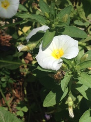 Apis mellifera