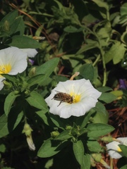 Apis mellifera