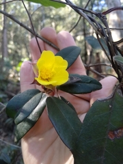 Hibbertia dentata