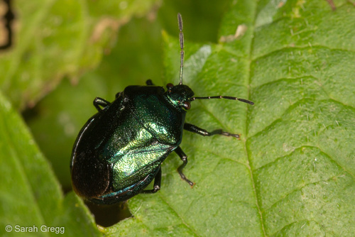 Blue Shield Bug