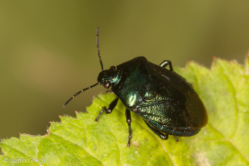 Blue Shield Bug