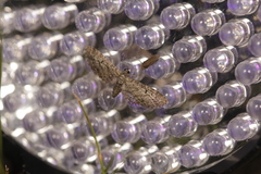 Eupithecia lafontaineata
