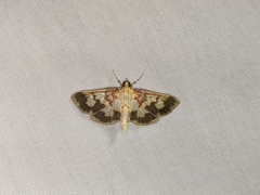 Polygrammodes langdonalis