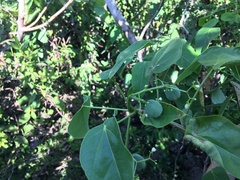 Jatropha hernandiifolia