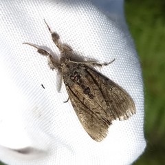 Dasychira obliquata