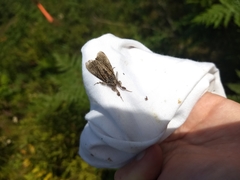 Dasychira obliquata