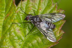 Ibisia marginata