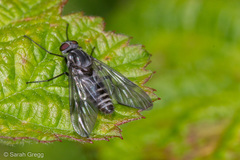Ibisia marginata