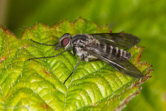 Ibisia marginata